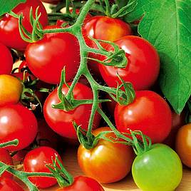 Tomato Red Alert (Determinate) - Seeds