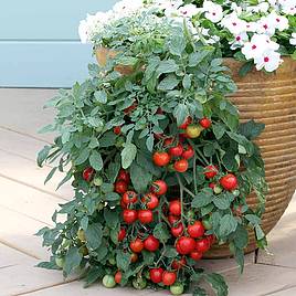 Tomato Tumbling Tom Red (Determinate) - Seeds