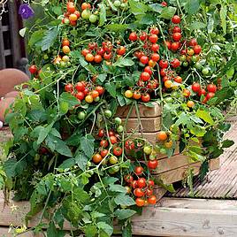 Tomato Lizzano F1 (Grafted)