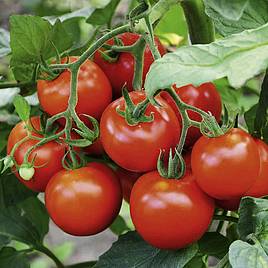 Tomato F1 Fantasio (Indeterminate) - Seeds