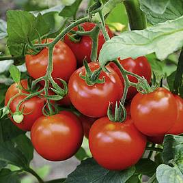 Tomato Seeds - F1 Fantasio (Indeterminate)