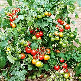 Tomato F1 Lizzano (Determinate) - Seeds