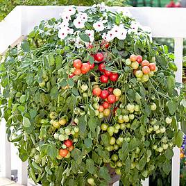 Tomato Seeds - Cherry Falls (Determinate)