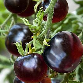 Tomato Indigo Rose The Black Tomato (Indeterminate) - Seeds