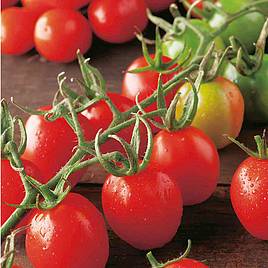 Tomato Principe Borghese - Seeds