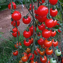 Tomato Seeds - Sweet Aperitif (Indeterminate)