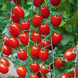 Tomato Aviditas (Grafted)