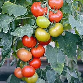 Tomato Seeds - F1 Crimson Crush (Indeterminate)