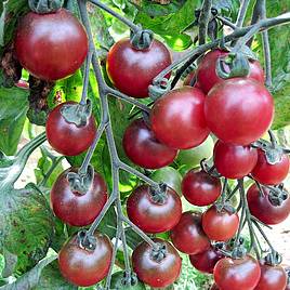 Tomato Rosella (Indeterminate) - Seeds