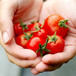 Tomato Seeds - Gardeners Delight (Indeterminate)