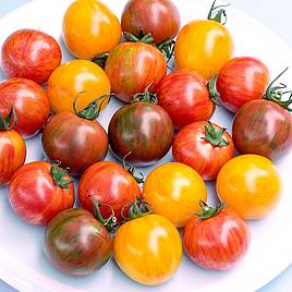 Tomato Artisan Bumble Bee Mix (Indeterminate) - Seeds
