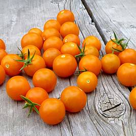 Tomato F1 Sungold - Seeds