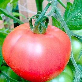 Tomato Seeds - Heinz 1370 (Determinate)