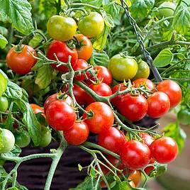 Tomato Seeds - F1 Tumbling Bella (Terenzo) (Determinate)