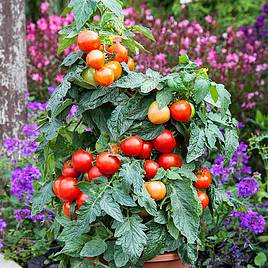 Tomato Seeds - F1 Summerlast (Indeterminate)