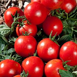 Tomato Premio (Grafted)