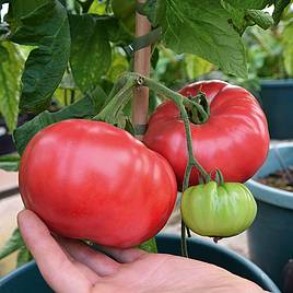 Tomato Seeds - F1 Crimson Blush (Indeterminate)