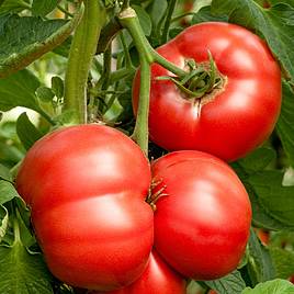 Tomato Crimson Blush (Grafted)