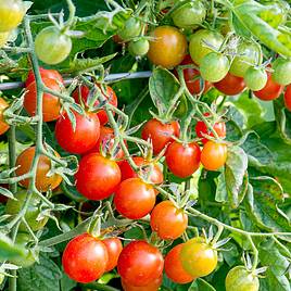 Tomato Koralik (Determinate) - Organic Seeds