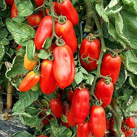 Tomato Seeds - San Marzano 2 (Indeterminate)