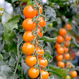 Tomato F1 Honeycomb (Indeterminate) - Seeds