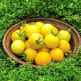 Tomato Honey Delight F1 (Indeterminate) - Seeds