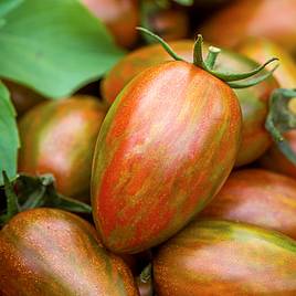 Tomato Shimmer F1 (Indeterminate) - Seeds