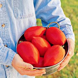 Tomato Super Sauce F1 (Indeterminate) - Seeds