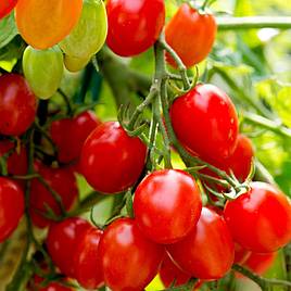 Tomato Seeds - Romello F1 (Determinate)