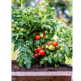 Tomato Seeds - Veranda Red F1 (Determinate)