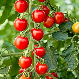 Tomato Seeds - Crimson Cherry F1 (Cordon)