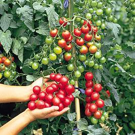 Tomato Grow Bag Collection