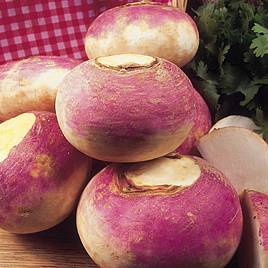 Turnip Purple Top Milan - Seeds