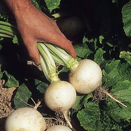Turnip Snowball - Seeds