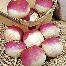 Turnip Armand - Seeds