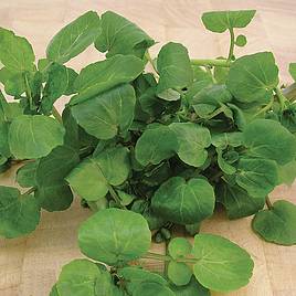 Cress Watercress Aqua - Seeds