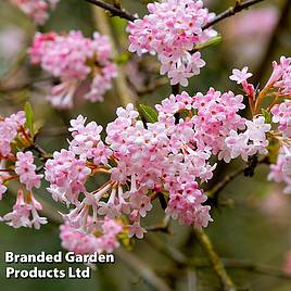 Viburnum x bodnantense Dawn