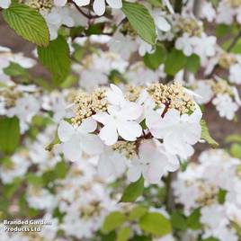 Viburnum plicatum f. tomentosum Kilimanjaro Sunrise