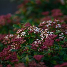 Viburnum tinus Lisarose