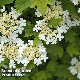 Viburnum opulus Nanum