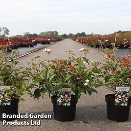 Viburnum plicatum Pinkawai