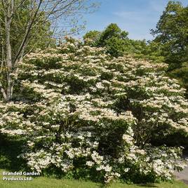 Viburnum plicatum f. tomentosum