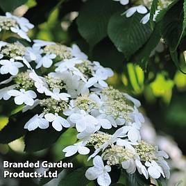 Viburnum plicatum Watanabe