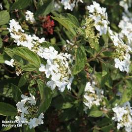 Viburnum plicatum Watanabe