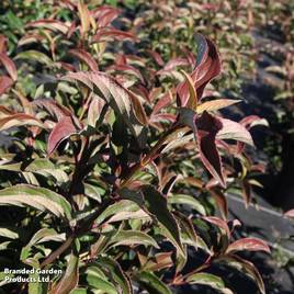 Viburnum x hillieri Winton