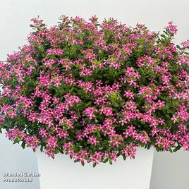 Catharanthus roseus Soiree Sweet Besties Dark Pink White Eye