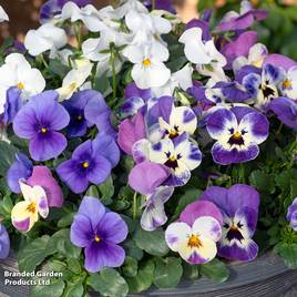 Viola Giant Flowered Trailing Blues Mix