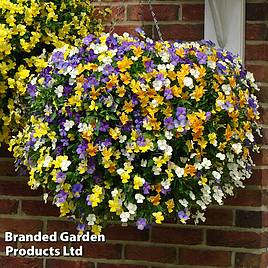 Viola Ice Babies Pre-Planted Hanging Basket