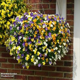 Viola Ice Babies Pre-Planted Hanging Basket