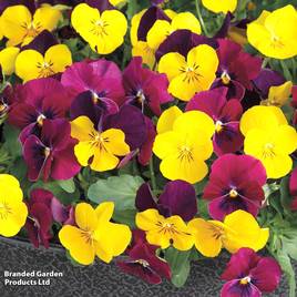 Viola Giant Flowered Trailing Patchwork Mix